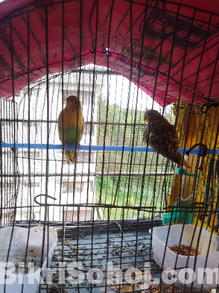 বাজিগর পাখি